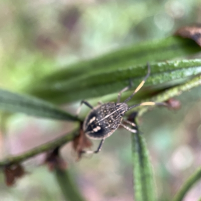 Poecilometis strigatus (Gum Tree Shield Bug) at QPRC LGA - 16 Apr 2023 by Hejor1