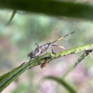 Poecilometis strigatus at Greenleigh, NSW - 16 Apr 2023