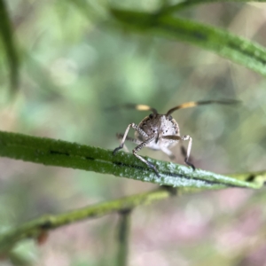 Poecilometis strigatus at Greenleigh, NSW - 16 Apr 2023