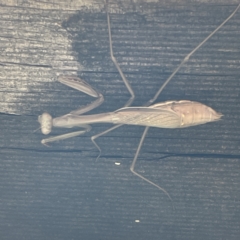 Pseudomantis albofimbriata (False garden mantis) at QPRC LGA - 16 Apr 2023 by Hejor1