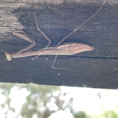 Pseudomantis albofimbriata at Greenleigh, NSW - 16 Apr 2023