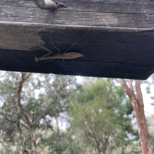 Pseudomantis albofimbriata at Greenleigh, NSW - 16 Apr 2023