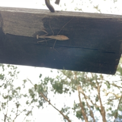 Pseudomantis albofimbriata at Greenleigh, NSW - 16 Apr 2023