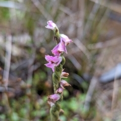 Spiranthes australis (Austral Ladies Tresses) at Cotter River, ACT - 15 Apr 2023 by Rebeccajgee