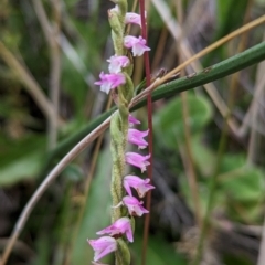 Spiranthes australis at Cotter River, ACT - 15 Apr 2023