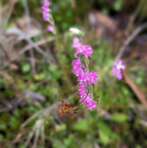 Spiranthes australis at Cotter River, ACT - 15 Apr 2023