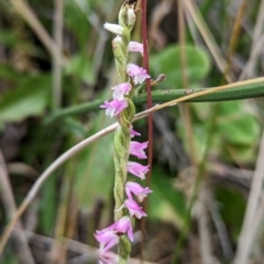 Spiranthes australis at Cotter River, ACT - 15 Apr 2023