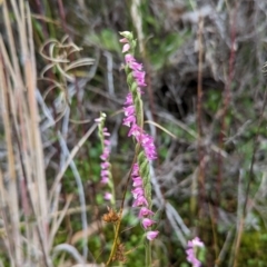 Spiranthes australis at Cotter River, ACT - 15 Apr 2023