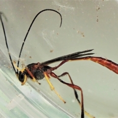 Trichomma sp. (genus) (Ichneumonid wasp) at Cook, ACT - 16 Apr 2023 by CathB