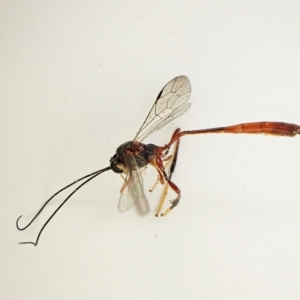 Trichomma sp. (genus) at suppressed - suppressed