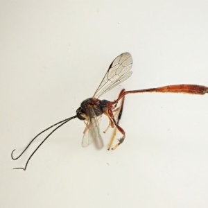 Trichomma sp. (genus) at suppressed - 16 Apr 2023