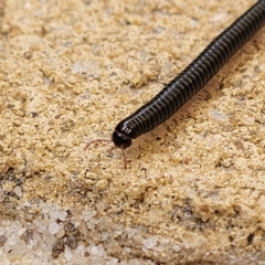 Unidentified Millipede (Diplopoda) at Hillcrest, SA - 16 Apr 2023 by trevorpreston