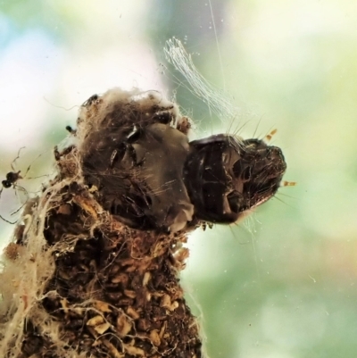 Cebysa leucotelus (Australian Bagmoth) at Cook, ACT - 7 Apr 2023 by CathB