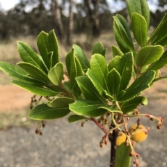 Arbutus unedo (Strawberry Tree) at Red Hill Nature Reserve - 16 Apr 2023 by Ratcliffe