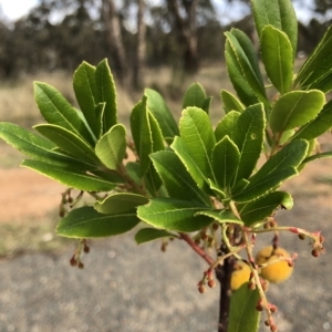 Arbutus unedo at Red Hill, ACT - 16 Apr 2023