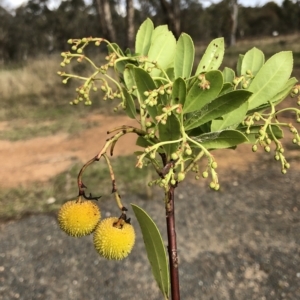 Arbutus unedo at Red Hill, ACT - 16 Apr 2023