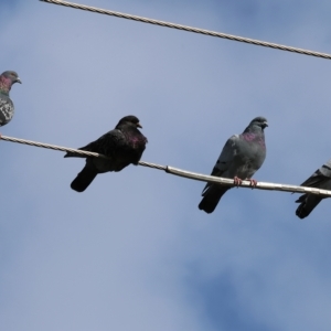 Columba livia at Wodonga, VIC - 16 Apr 2023 04:10 PM