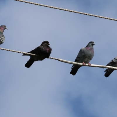 Columba livia (Rock Dove (Feral Pigeon)) at Wodonga - 16 Apr 2023 by KylieWaldon