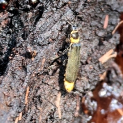 Chauliognathus lugubris (Plague Soldier Beetle) at Wodonga - 16 Apr 2023 by KylieWaldon