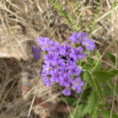 Verbena rigida var. rigida (Veined Verbena) at Acton, ACT - 27 Jan 2023 by natureguy