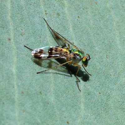 Austrosciapus sp. (genus) (Long-legged fly) at Wodonga - 16 Apr 2023 by KylieWaldon