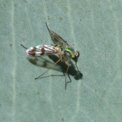 Austrosciapus sp. (genus) at Wodonga, VIC - 16 Apr 2023