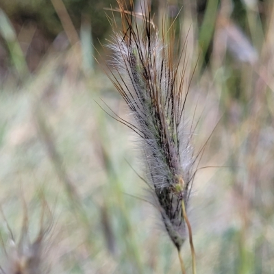 Dichanthium sericeum (Queensland Blue-grass) at Hallett Cove, SA - 16 Apr 2023 by trevorpreston