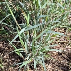 Dichanthium sericeum at Hallett Cove, SA - 16 Apr 2023