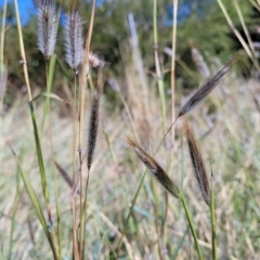 Dichanthium sericeum at Hallett Cove, SA - 16 Apr 2023