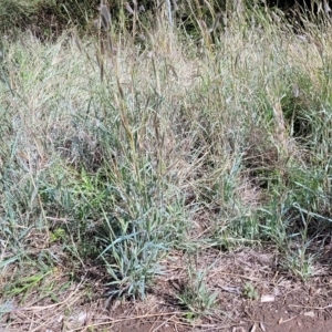 Dichanthium sericeum at Hallett Cove, SA - 16 Apr 2023