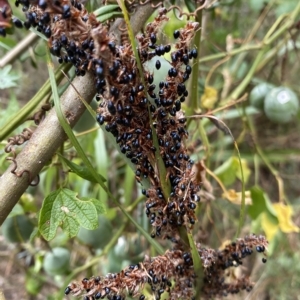 Gahnia sp. at Acton, ACT - 27 Jan 2023