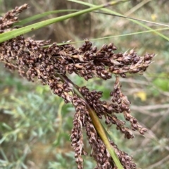 Gahnia sp. at Acton, ACT - 27 Jan 2023 12:13 PM