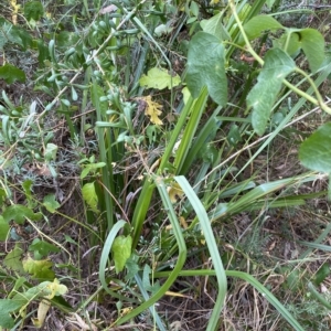 Gahnia sp. at Acton, ACT - 27 Jan 2023 12:13 PM