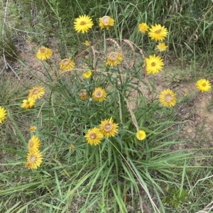 Xerochrysum bracteatum at Acton, ACT - 27 Jan 2023