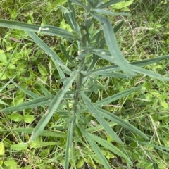 Xerochrysum bracteatum at Acton, ACT - 27 Jan 2023