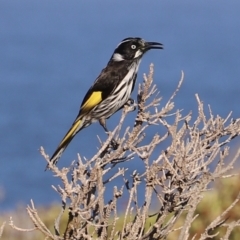 Phylidonyris novaehollandiae (New Holland Honeyeater) at Ben Boyd National Park - 14 Apr 2023 by JimL