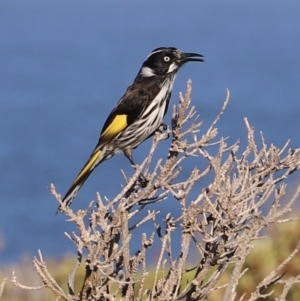 Phylidonyris novaehollandiae at Green Cape, NSW - 15 Apr 2023 09:46 AM