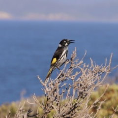 Phylidonyris novaehollandiae at Green Cape, NSW - 15 Apr 2023