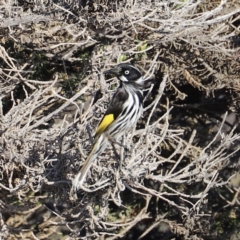 Phylidonyris novaehollandiae at Green Cape, NSW - 15 Apr 2023 09:46 AM