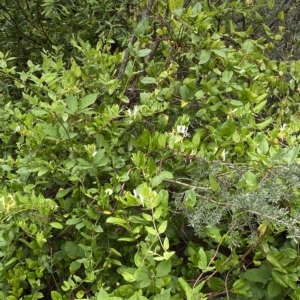 Lonicera japonica at Acton, ACT - 27 Jan 2023