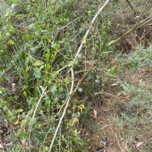 Passiflora cinnabarina at Acton, ACT - 27 Jan 2023 12:13 PM