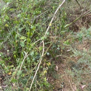 Passiflora cinnabarina at Acton, ACT - 27 Jan 2023