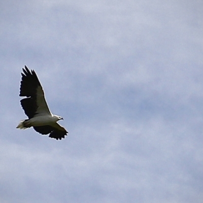 Haliaeetus leucogaster (White-bellied Sea-Eagle) at Ben Boyd National Park - 15 Apr 2023 by JimL