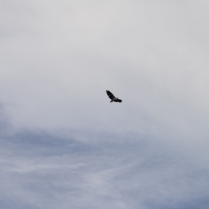 Haliaeetus leucogaster at Green Cape, NSW - 15 Apr 2023