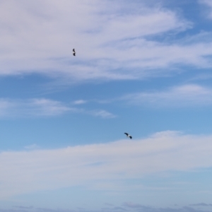 Haliaeetus leucogaster at Green Cape, NSW - 15 Apr 2023