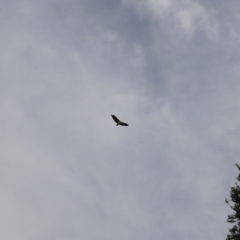 Haliaeetus leucogaster at Green Cape, NSW - 15 Apr 2023