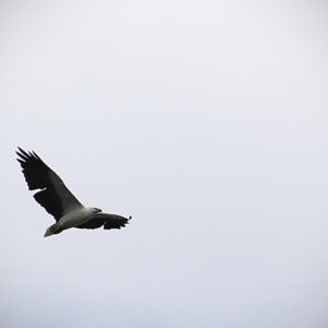 Haliaeetus leucogaster at Green Cape, NSW - 15 Apr 2023