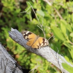 Heteronympha merope (Common Brown Butterfly) at Ben Boyd National Park - 15 Apr 2023 by JimL