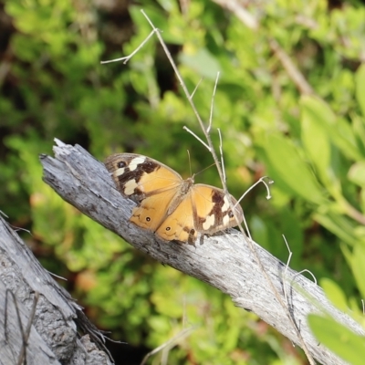 Heteronympha merope (Common Brown Butterfly) at Ben Boyd National Park - 15 Apr 2023 by JimL