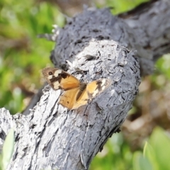Heteronympha merope at Green Cape, NSW - 15 Apr 2023